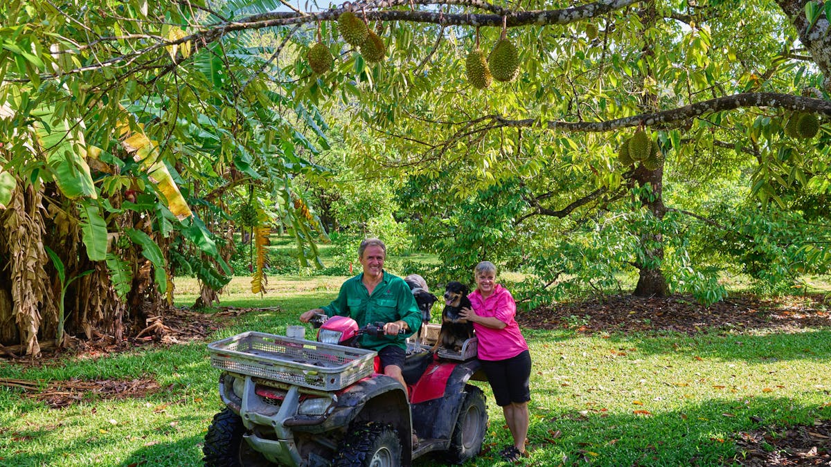 Farmers and farm dogs at Cape Trib Farm