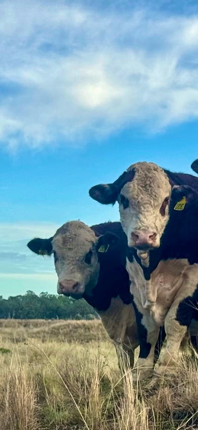 Youth Cattle Event