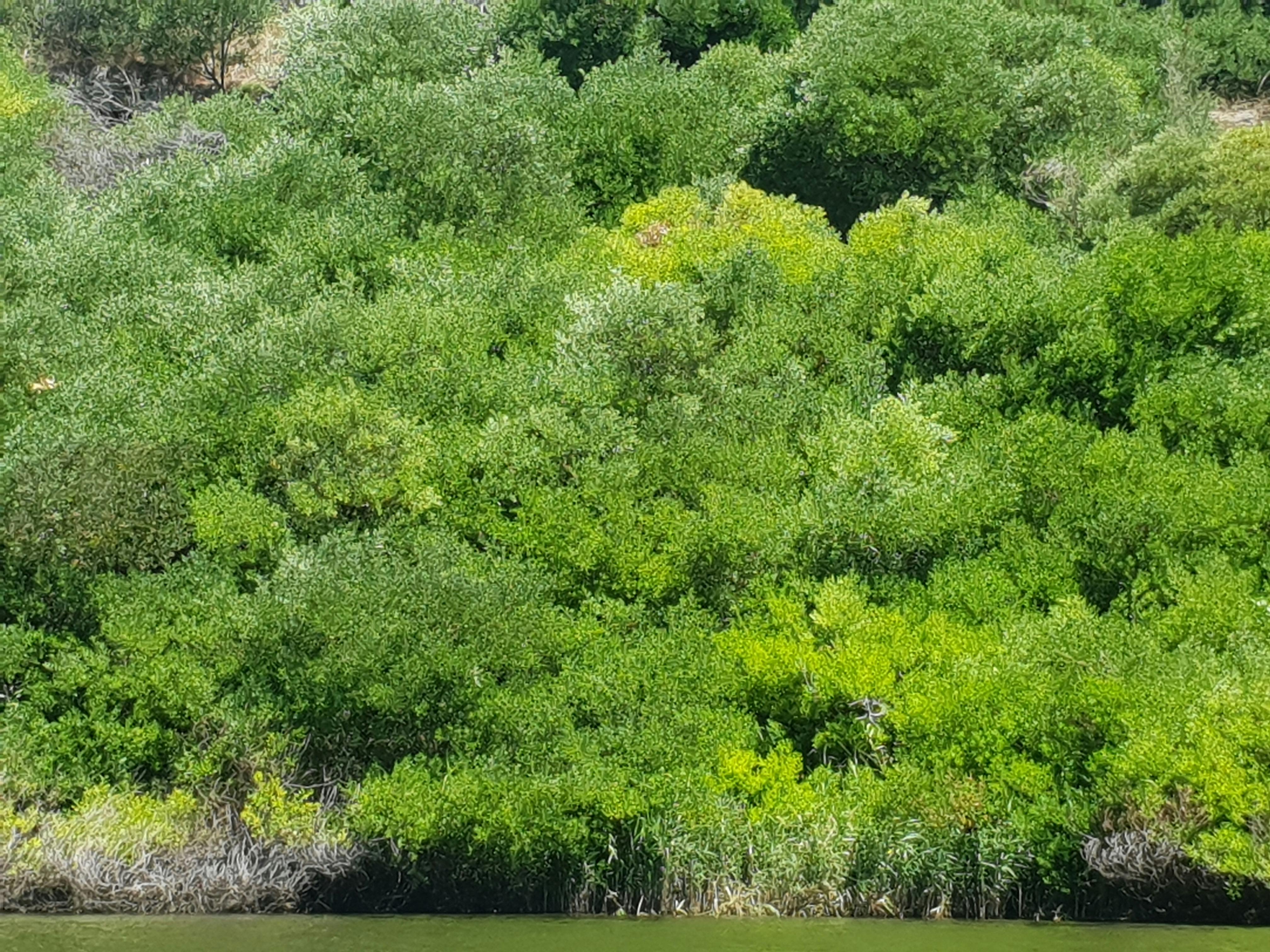 Glenelg River colourful bushes on high banks