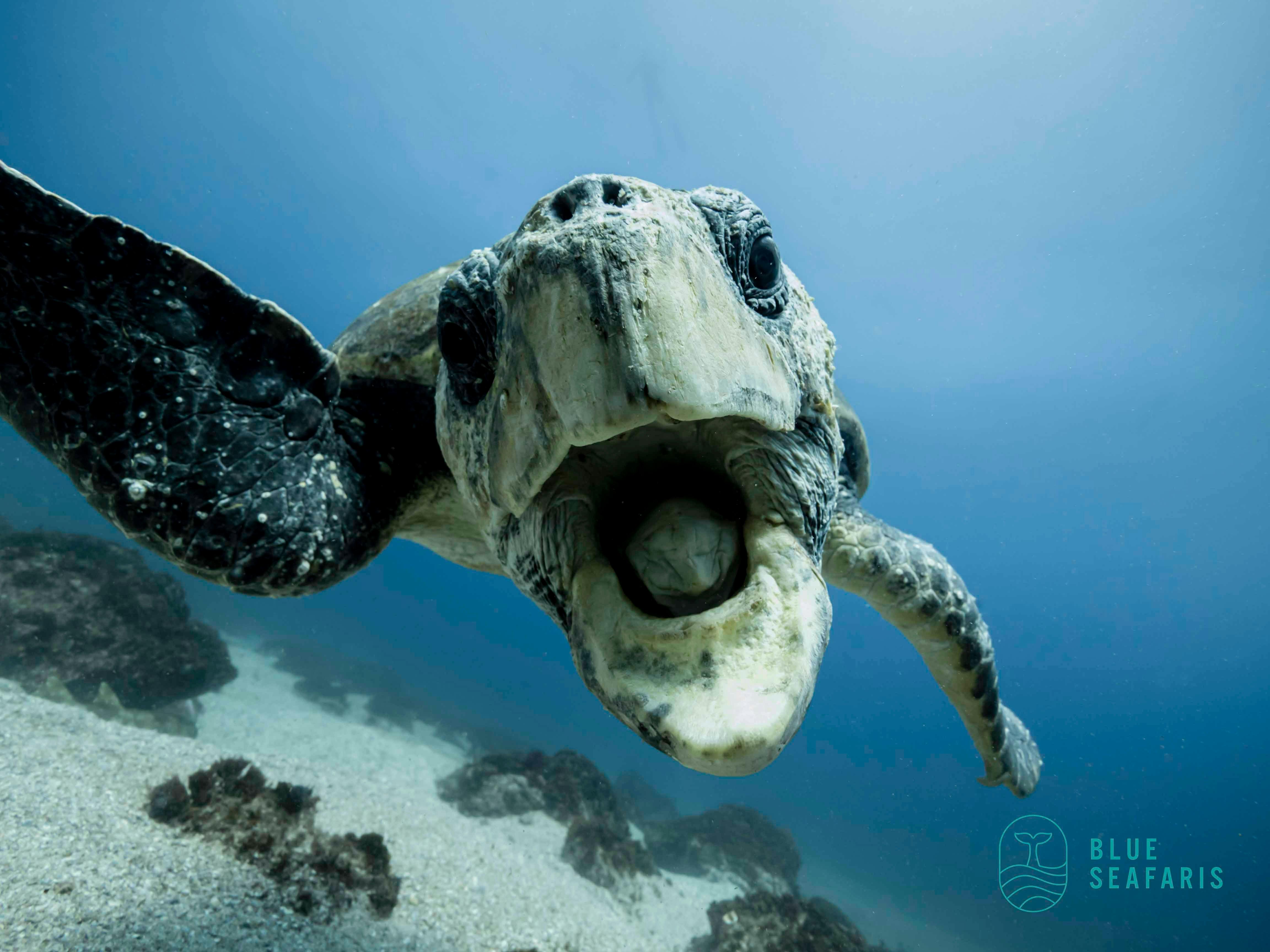 Cook ISland, Snorkelling, Freediving , Julian Rocks, Byron Bay, Free diving