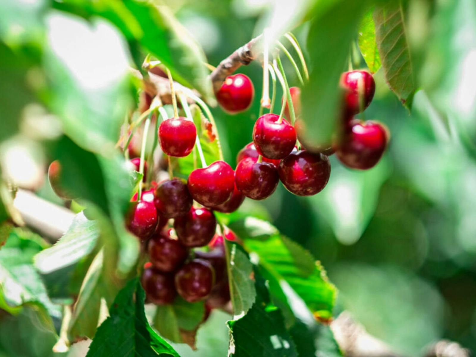 Birdwood Cherries