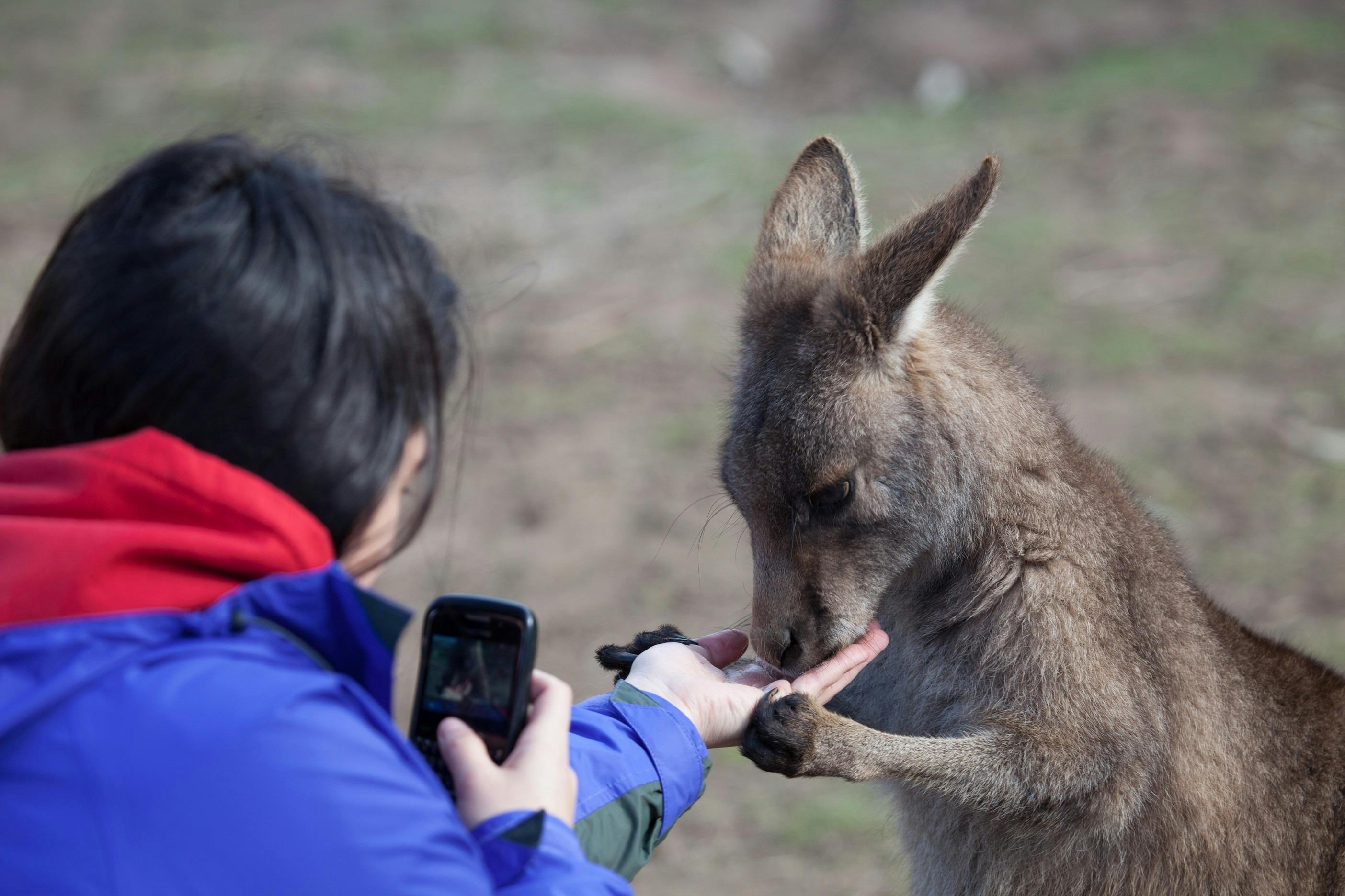 Bonorong Wildlife park