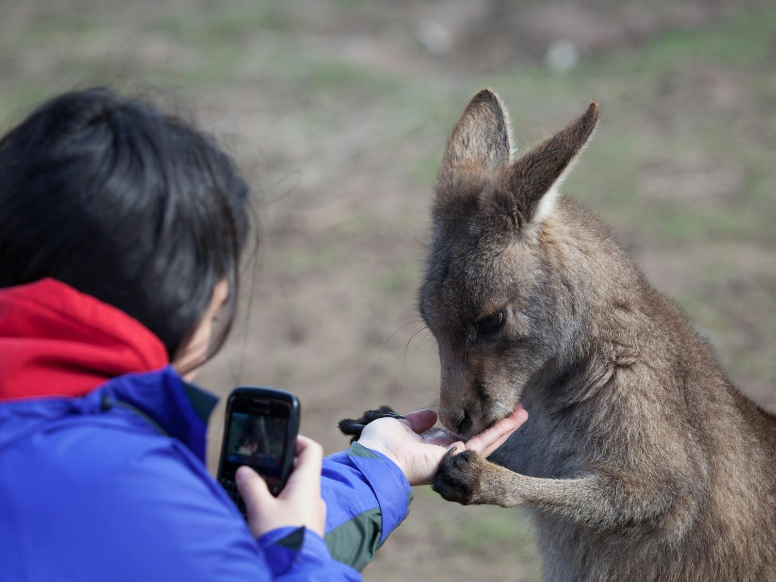Bonorong Wildlife park