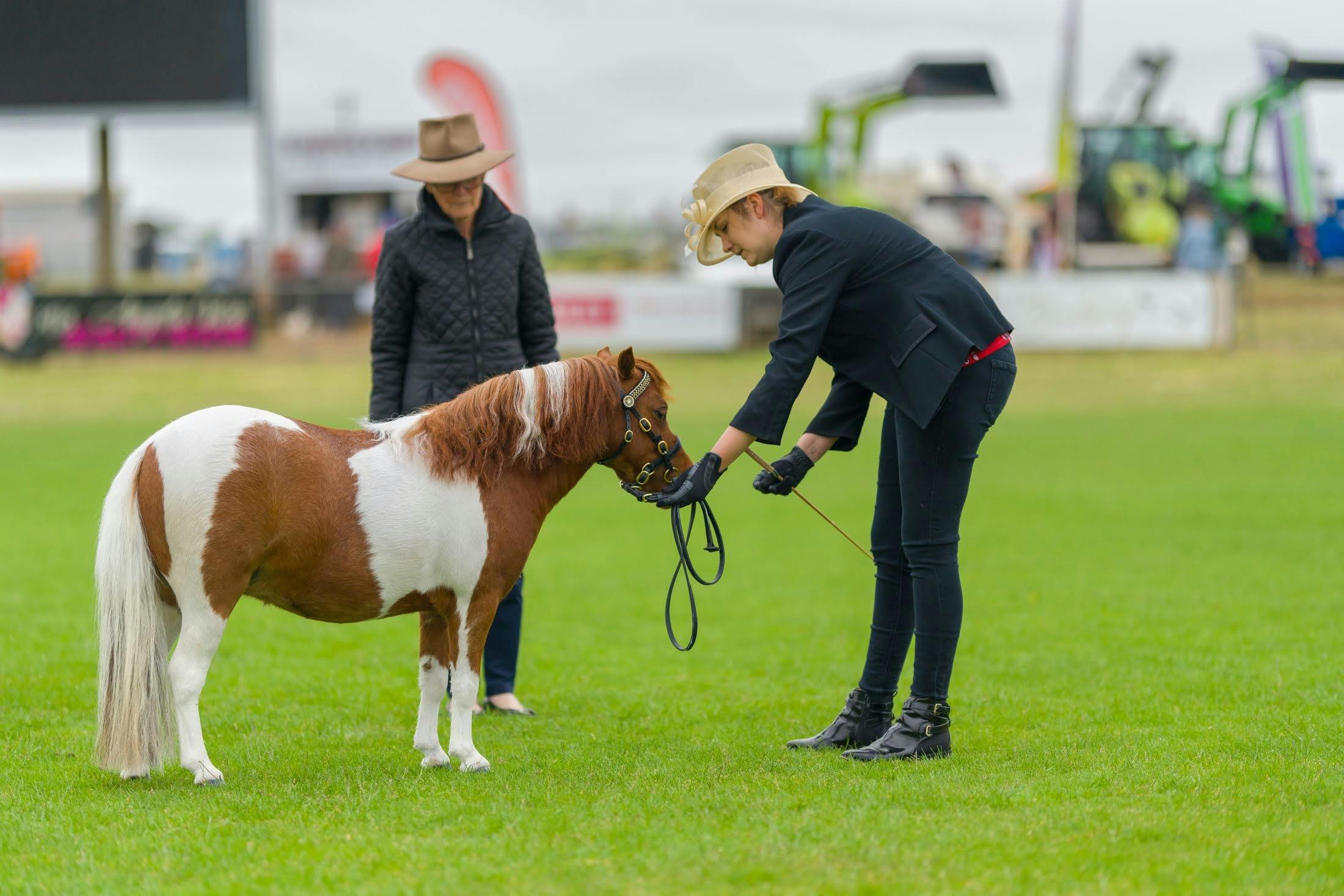 Shetland pony