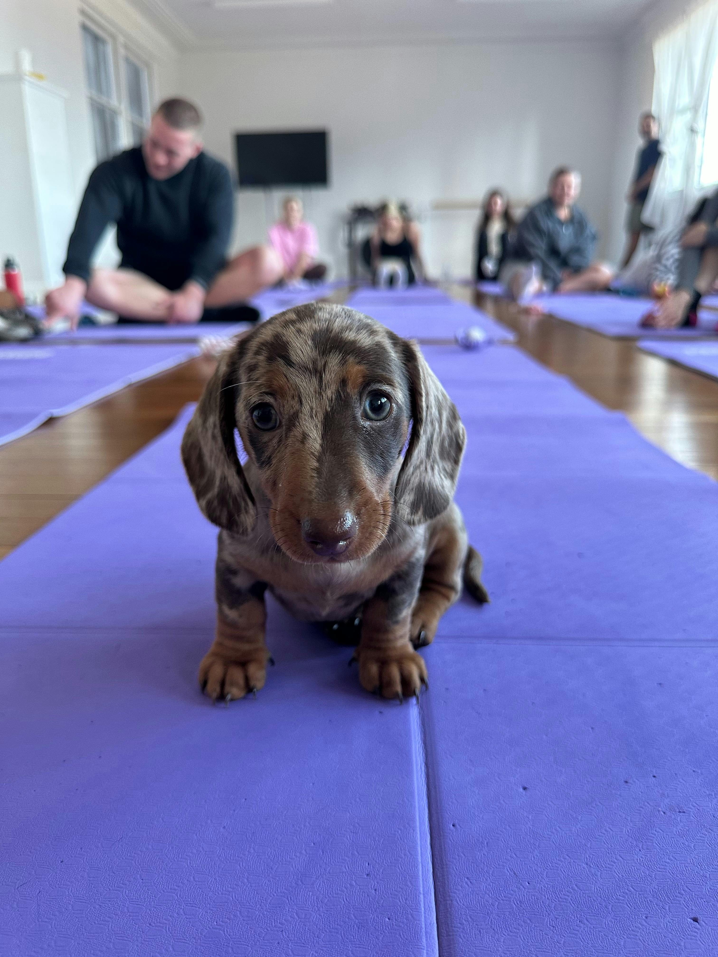 A mottled puppy pauses on a purple mat at Yoga Paws Newcastle.