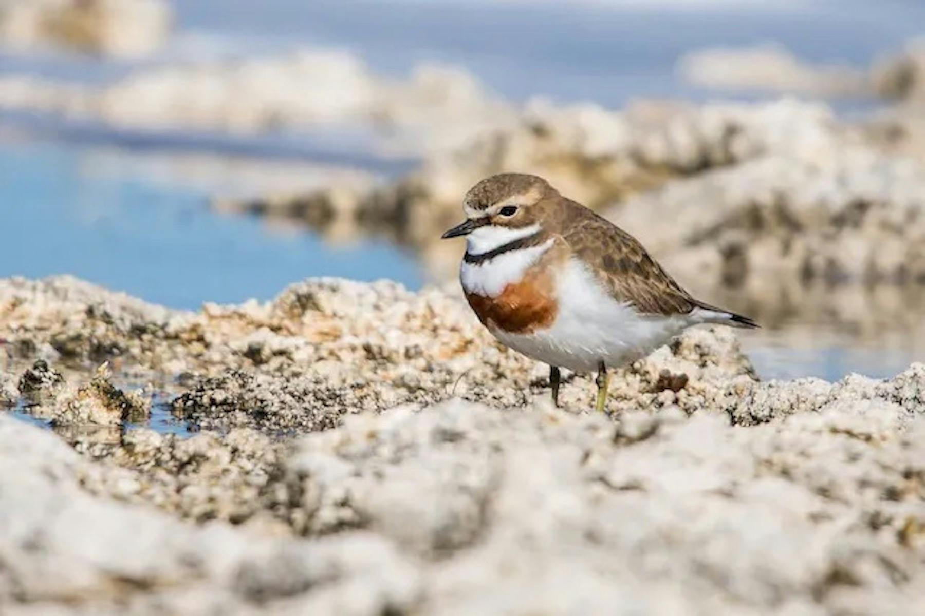 Double banded plover