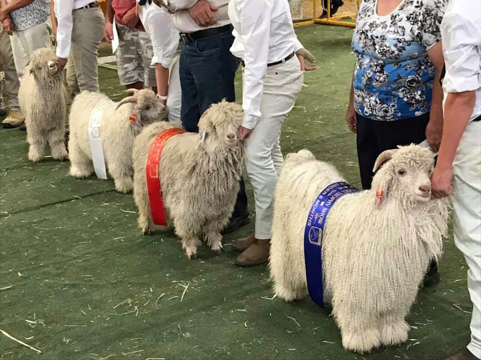Image for National Angora Trophy Show and Sale