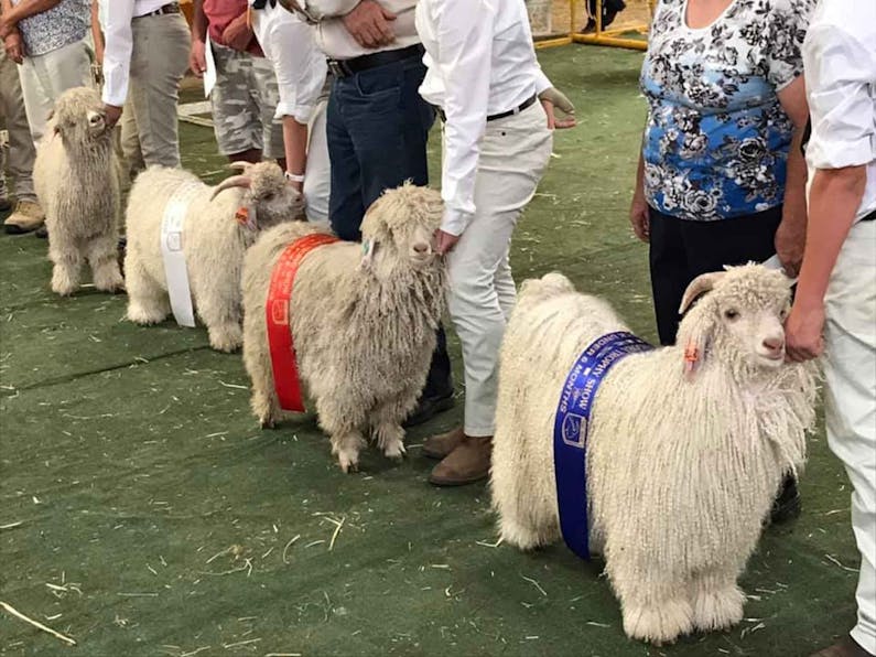 Image of the event 'National Angora Trophy Show and Sale'