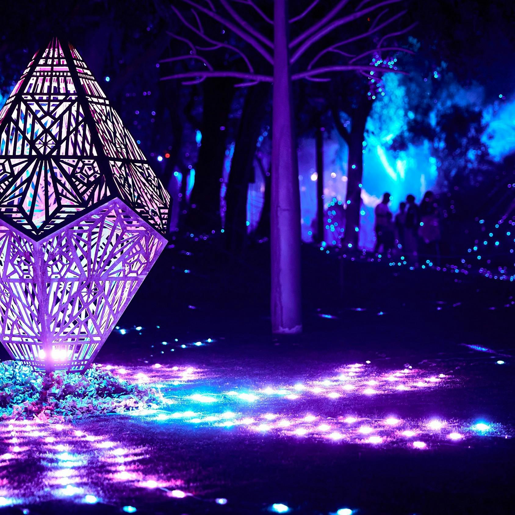 The Enchanted Forest - In Bloom