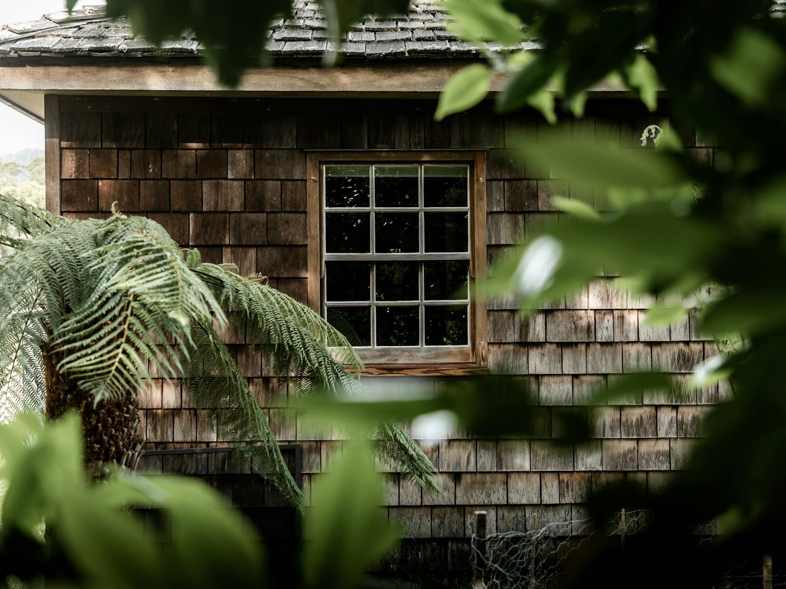 Photo of a cedar shingled cottage fringed with tree ferns and green leaves