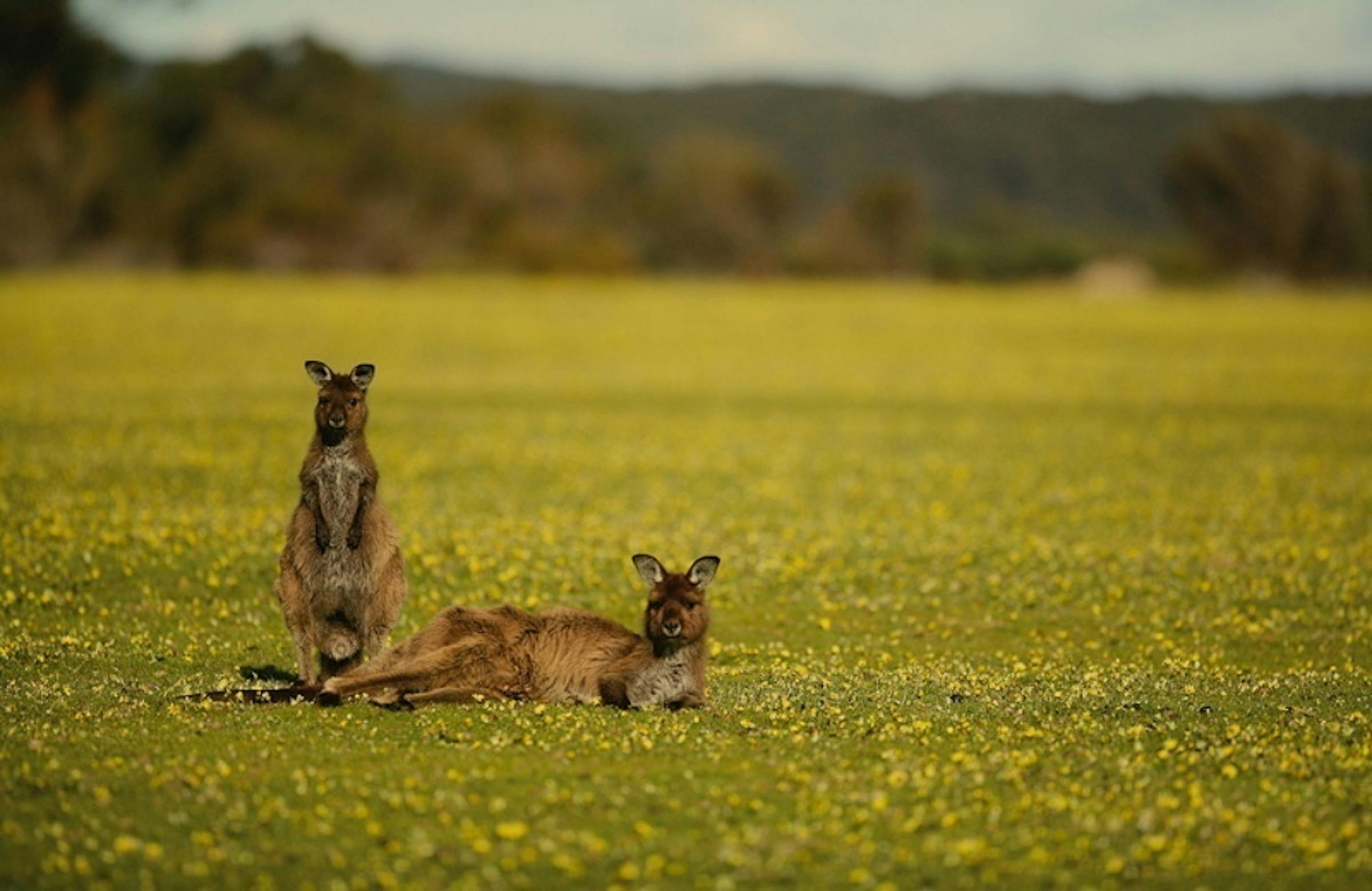 Kangaroo Island Kangaroos. Exceptional Kangaroo Island Tours.