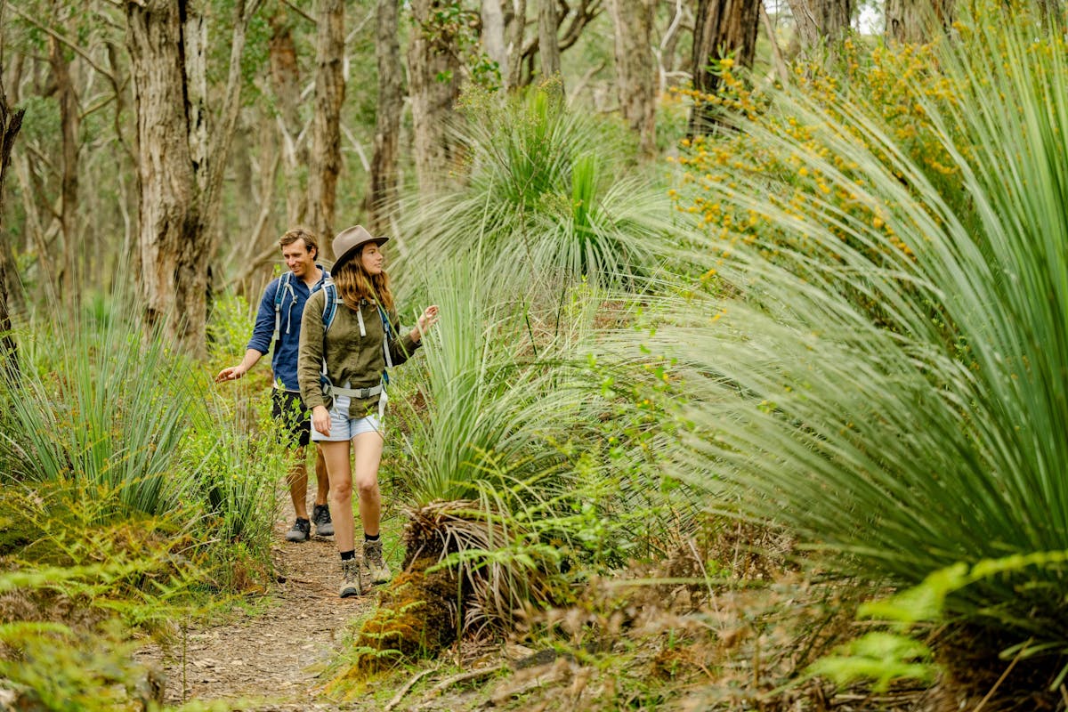 Walking through the Stringybark Forrest