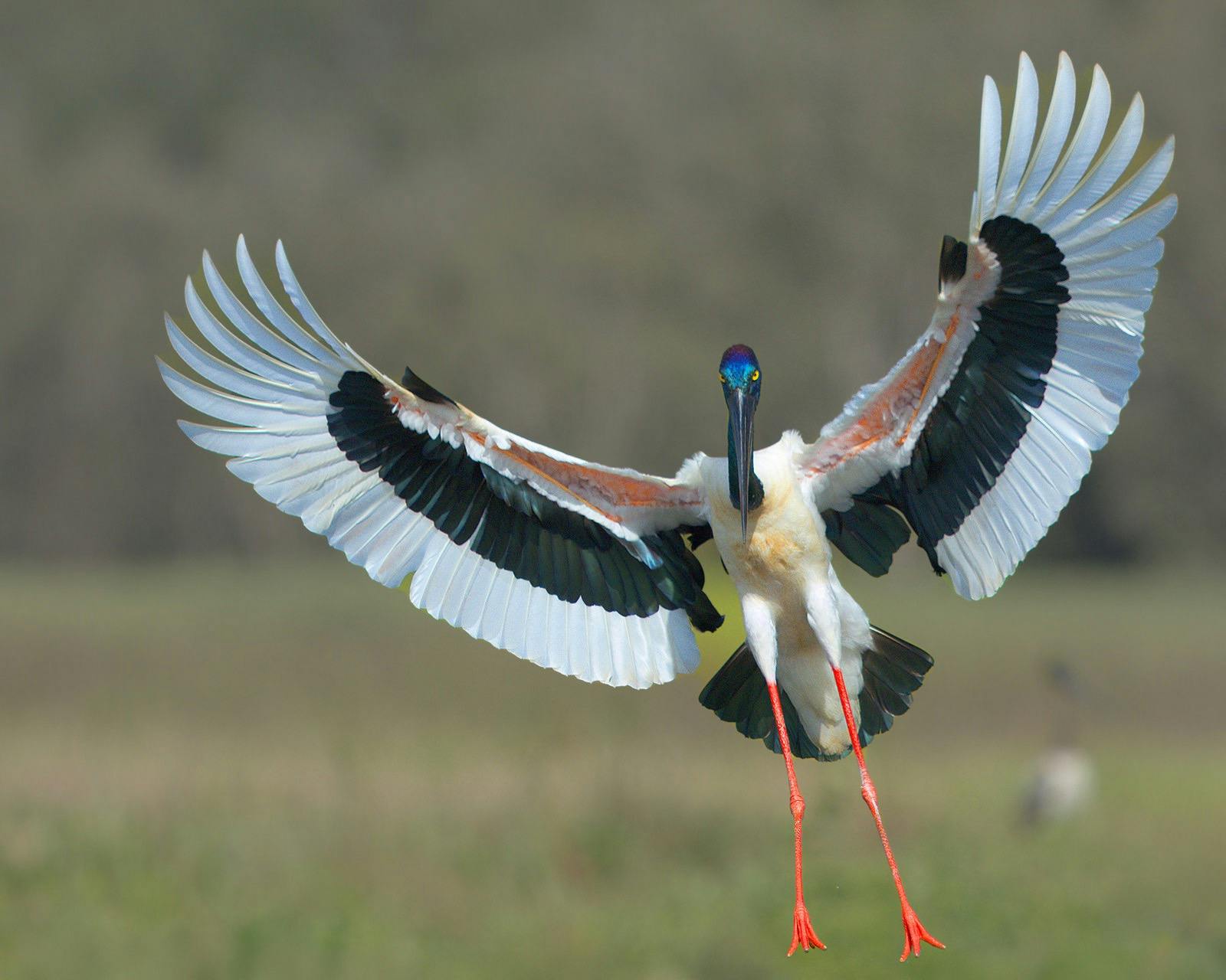 Female Jabiru (Black-necked Stork), Ephippiorhynchus asiaticus, at Fogg Dam, near Darwin, NT