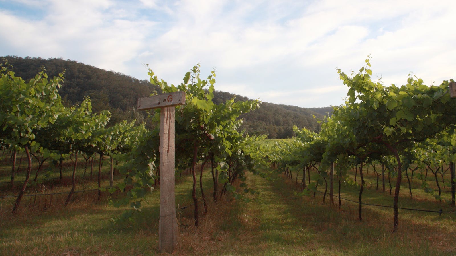Stonehurst Cedar Creek Wines