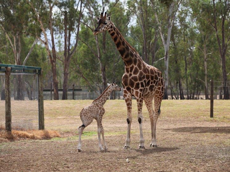 Munzi and her calf Mzuri