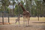 Munzi and her calf Mzuri