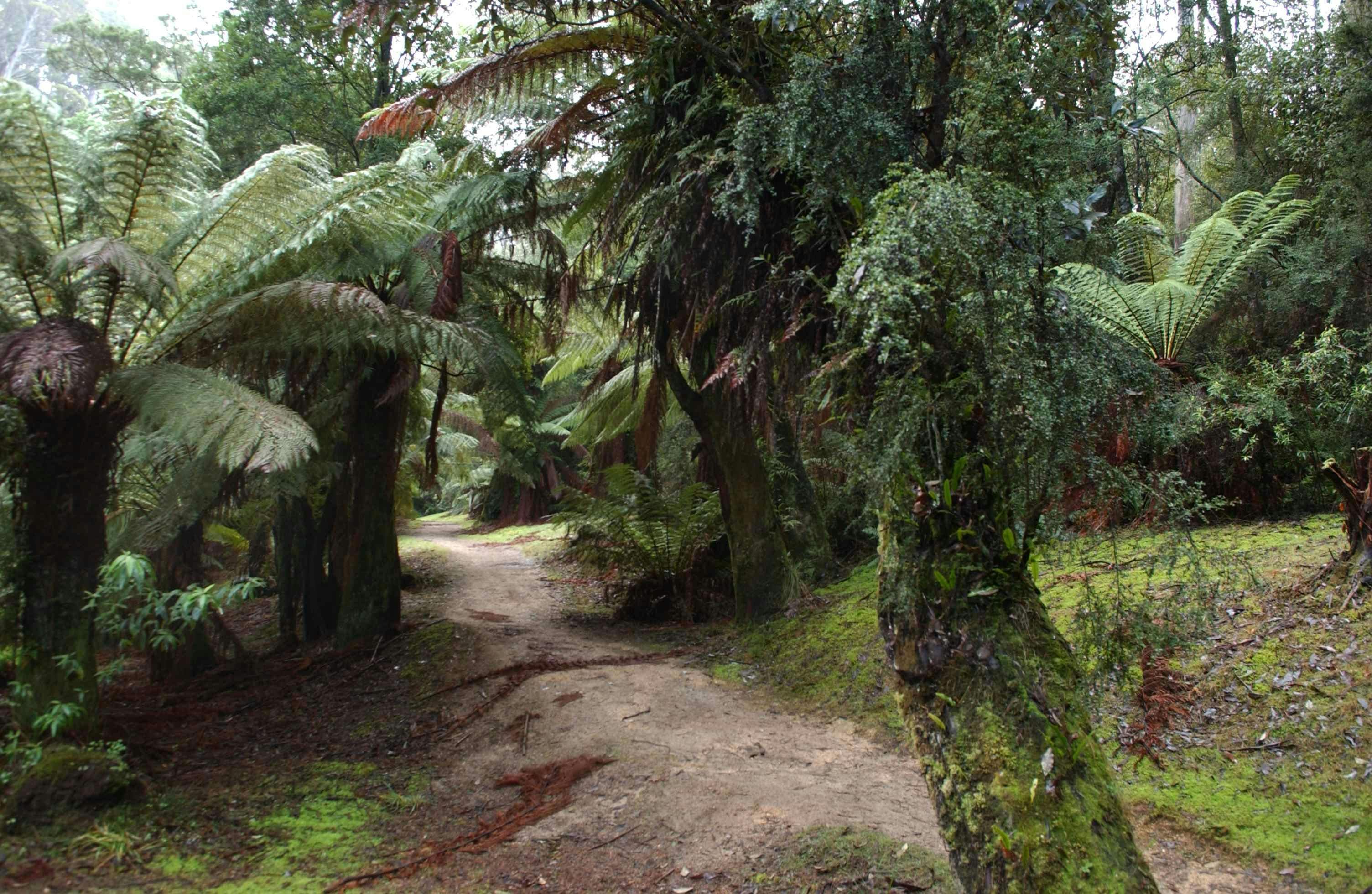 Walking Track at Fern Glade Reserve