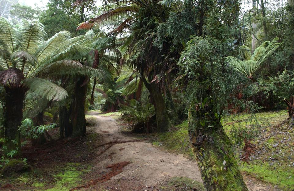 Fern Glade Reserve photo