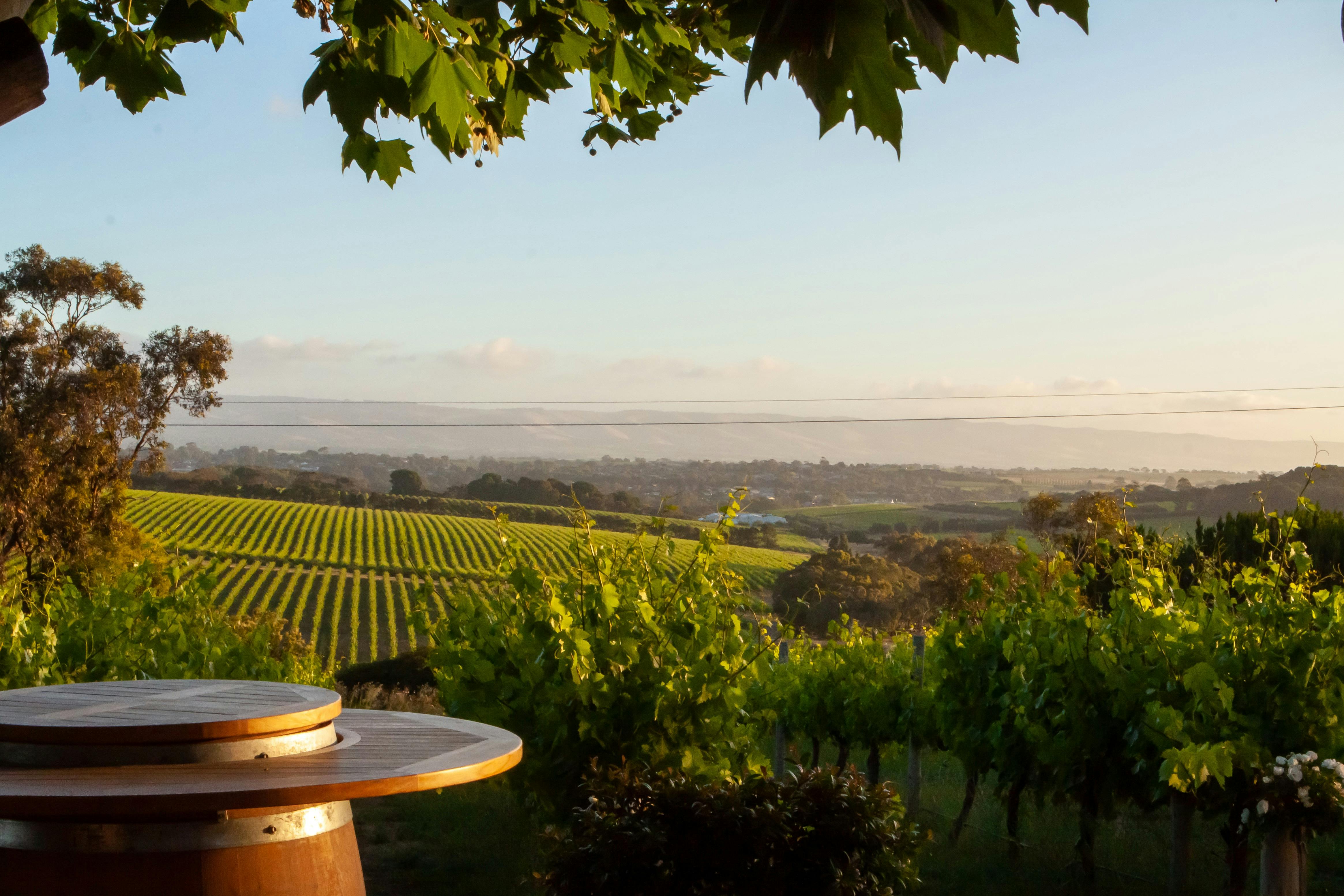 Beautiful views of McLaren Vale looking at vines from a wine barrel