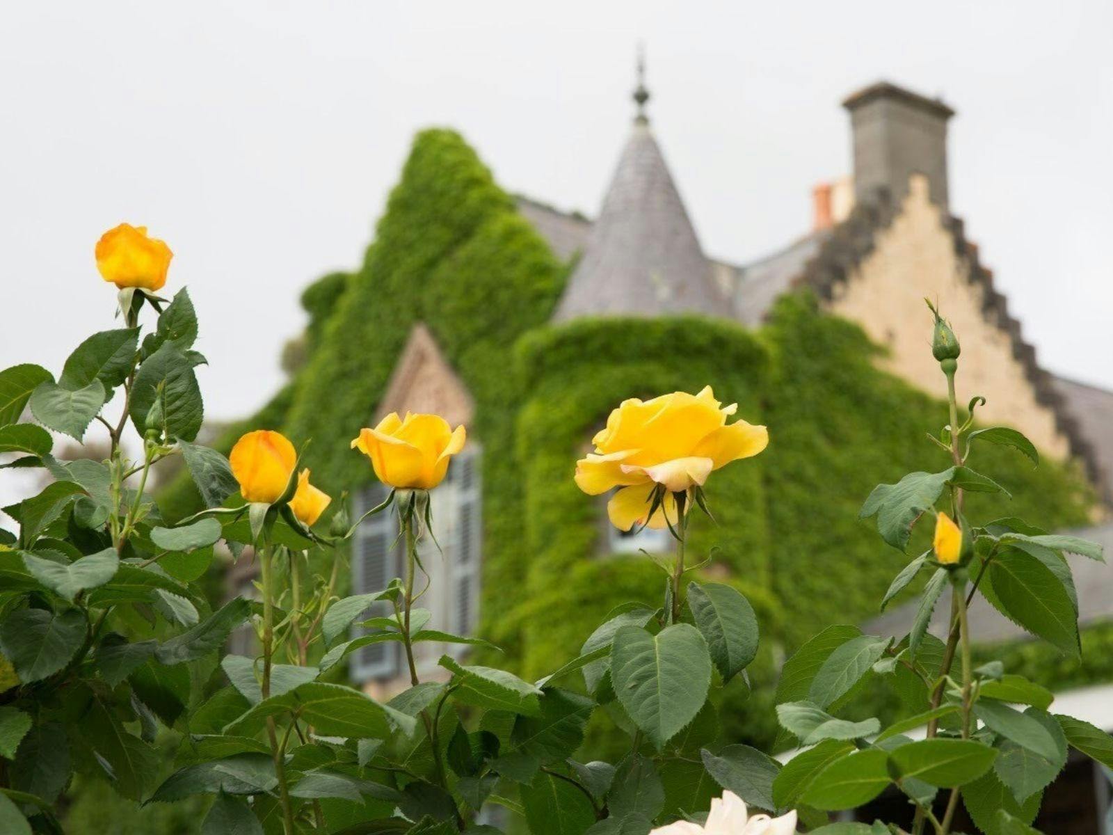 yellow roses in the foreground, castle skyline in the background