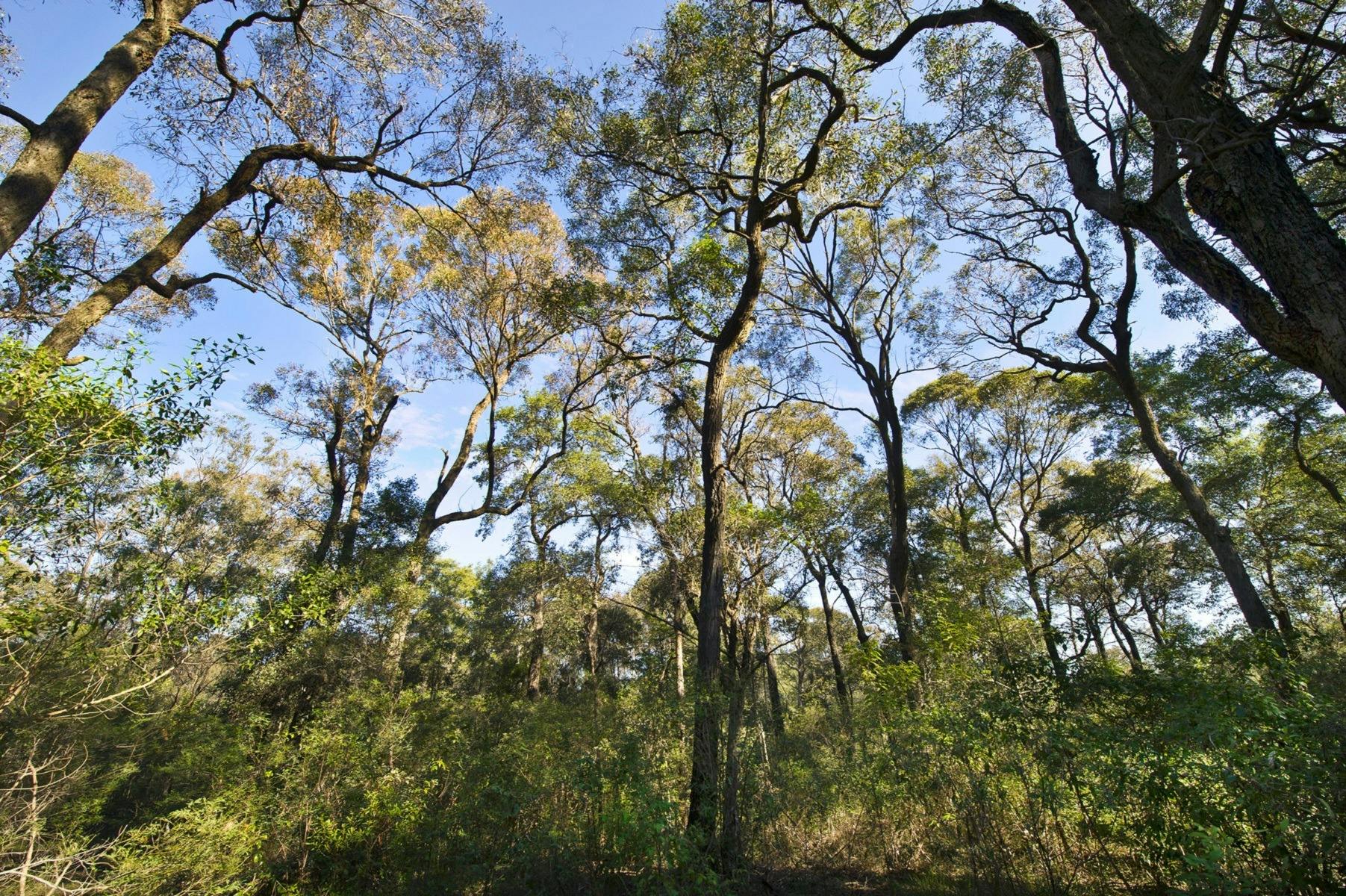 Sydney Terpentin – Ironbark Forest