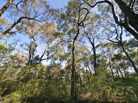 Sydney Turpentine – Ironbark Forest