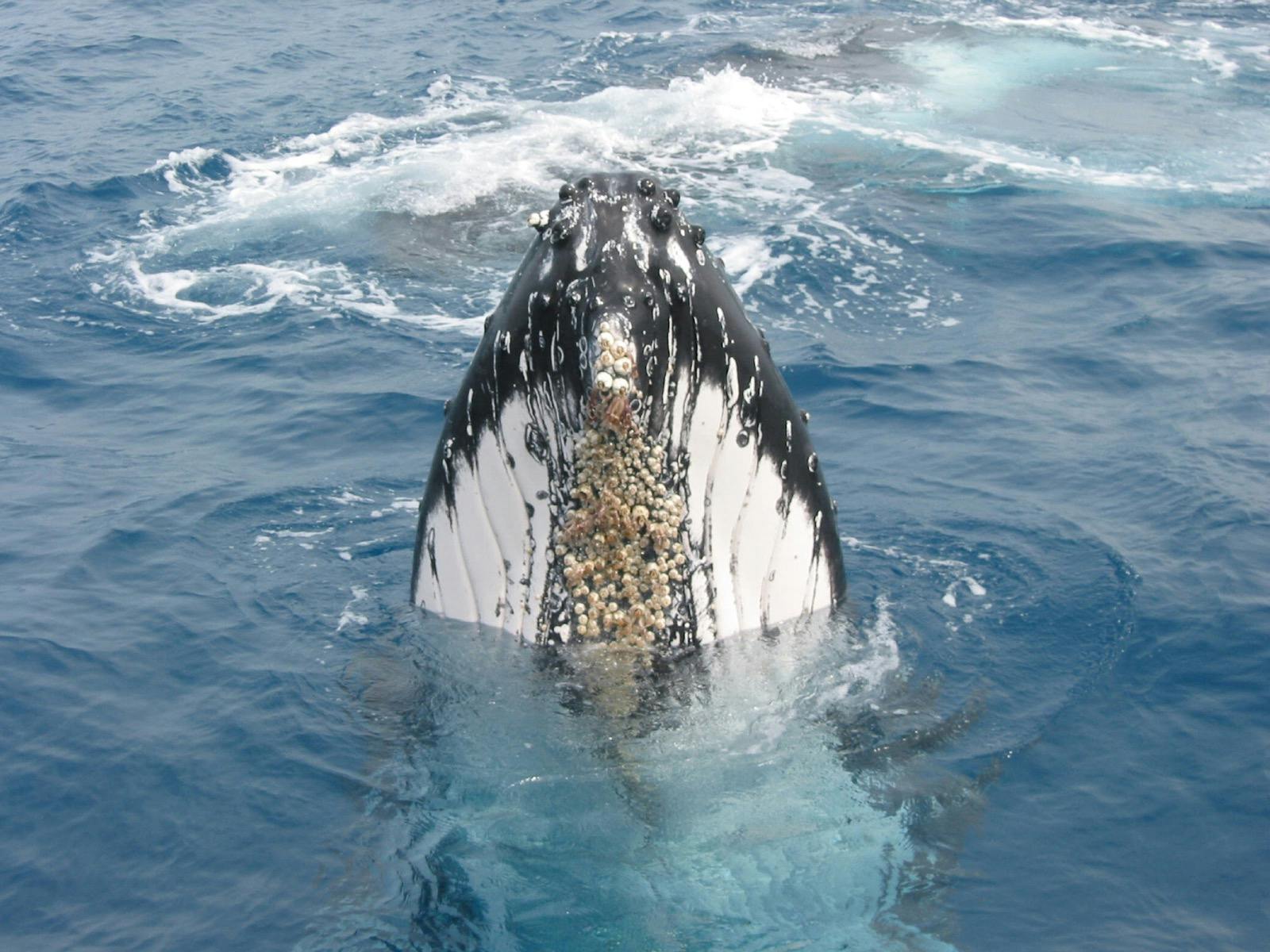 Whale Watching Cruise