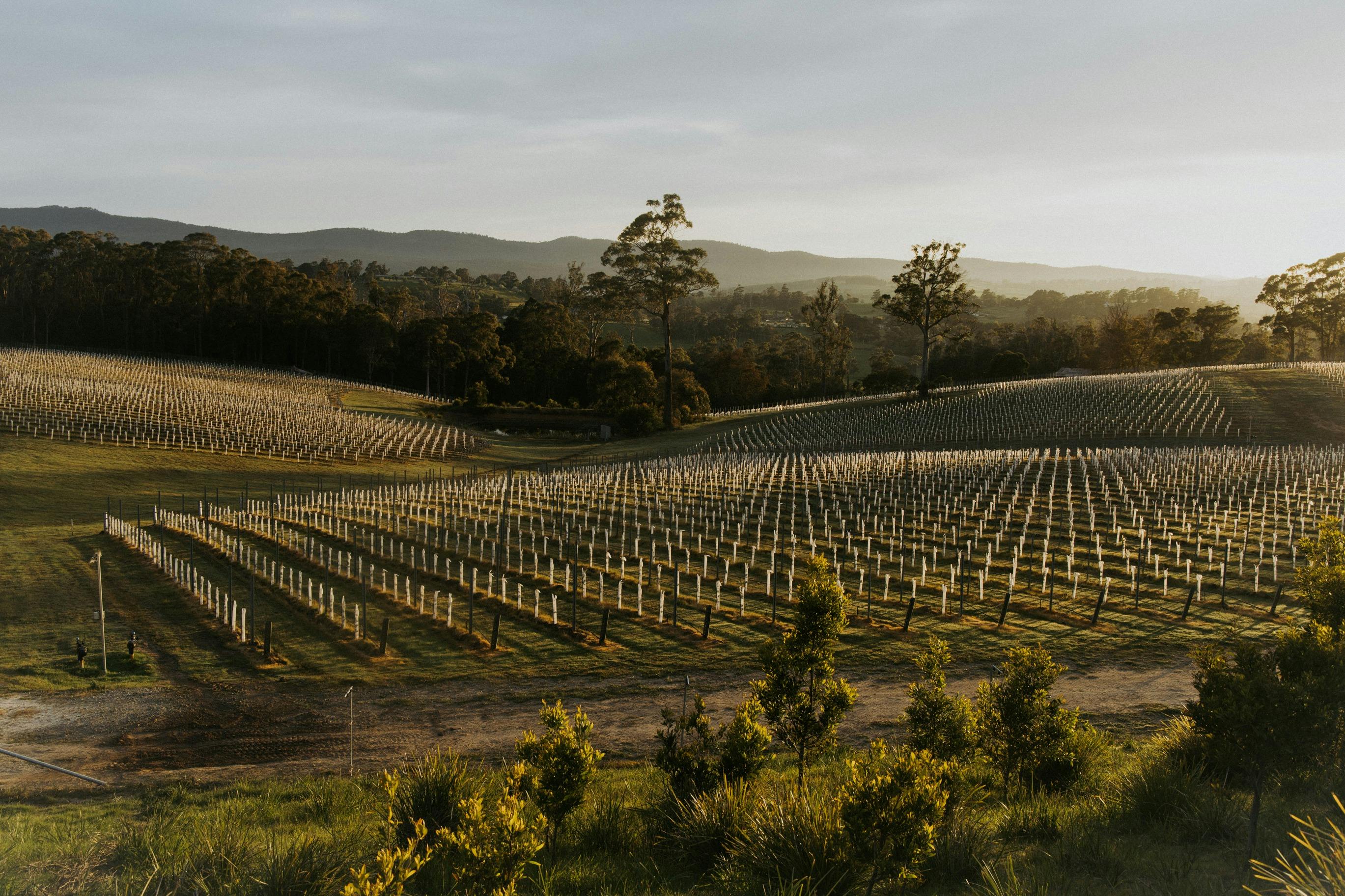 Small Wonder - Tamar Valley Vineyard