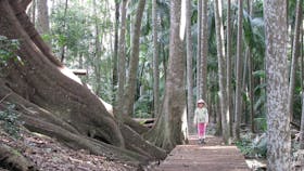 Young girl on boardwalk in palm forest.