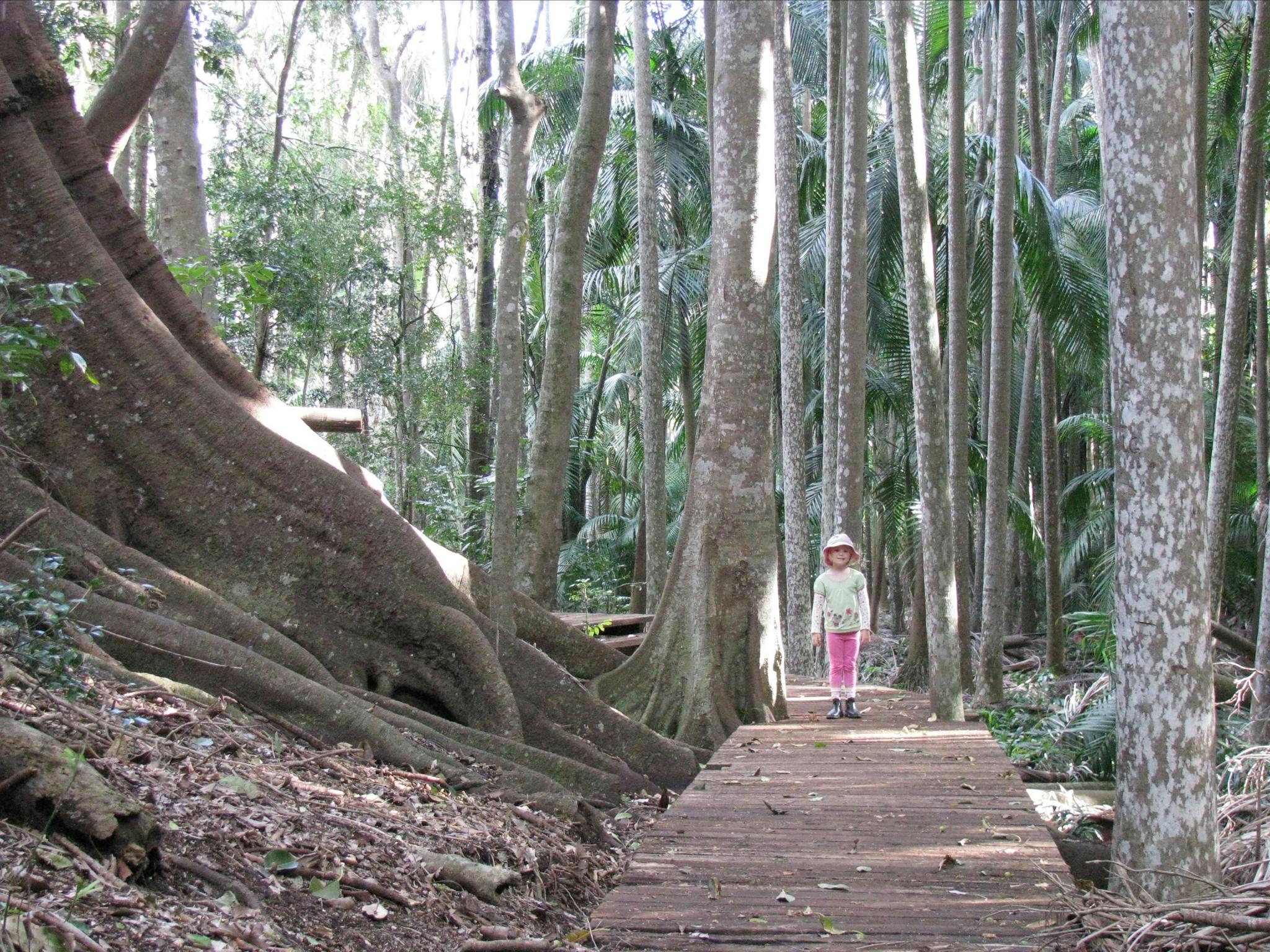 Young girl on boardwalk in palm forest. Young girl on boardwalk in palm forest.