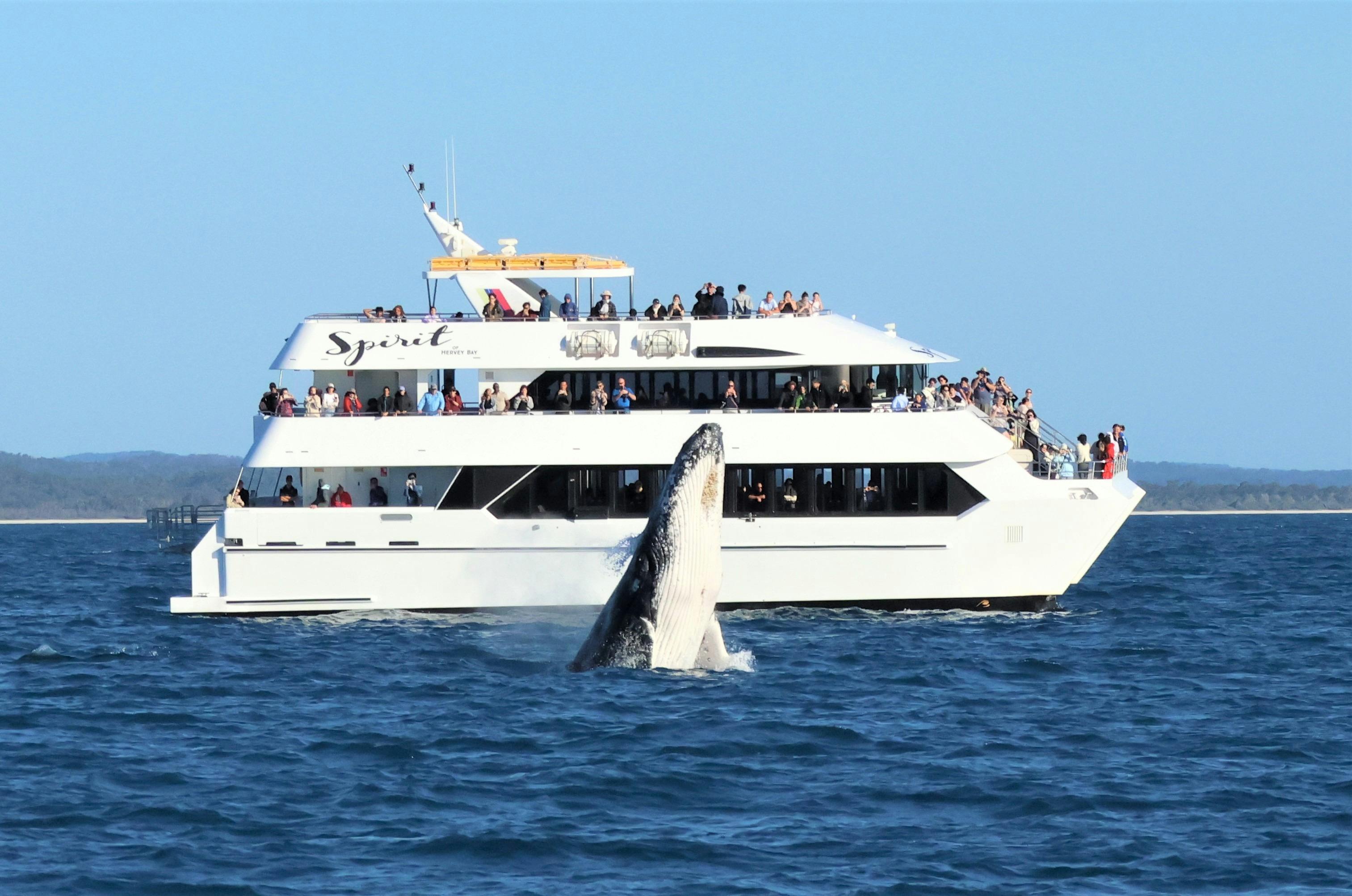 Spirit Of Hervey Bay Whale Watching Cruises