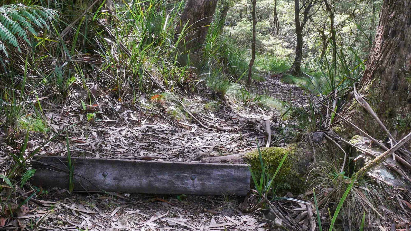 Tea Tree Falls Walking Track