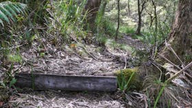 Tea Tree Falls Walking Track