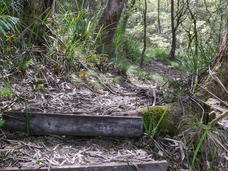 Tea Tree Falls walking track, New England National Park. Photo: H Clark