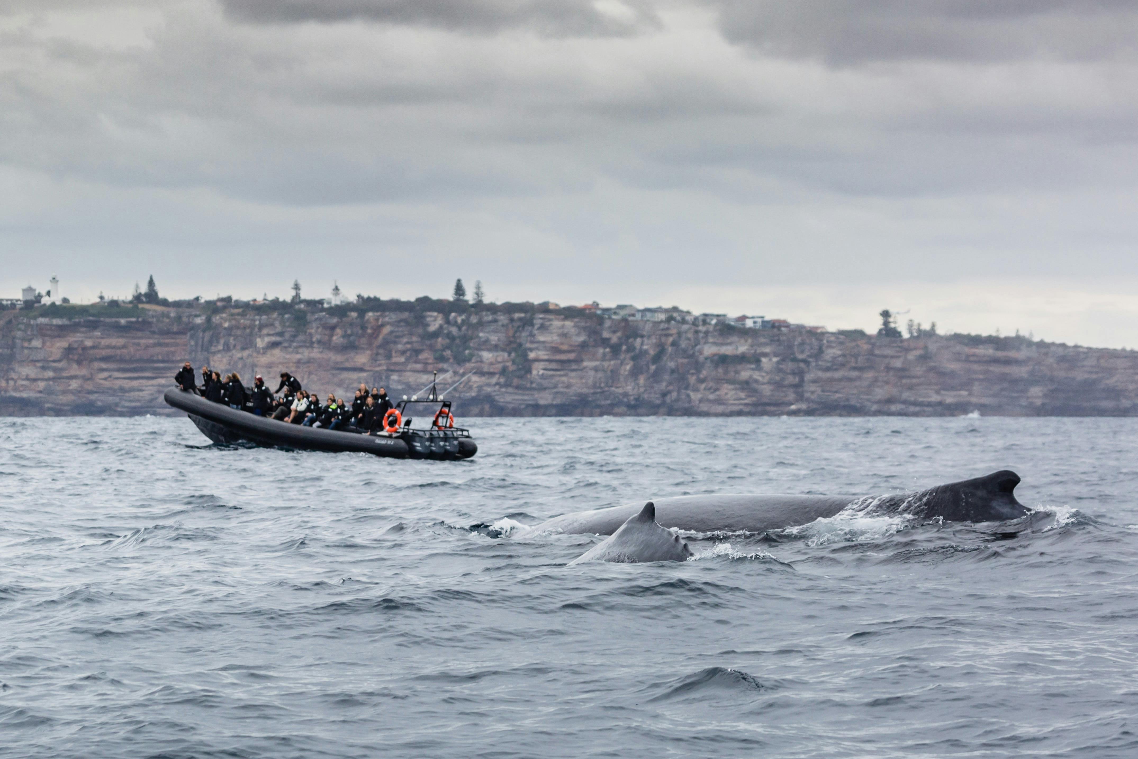 Whale Watching Safari Sydney, Australia Official Travel & Website