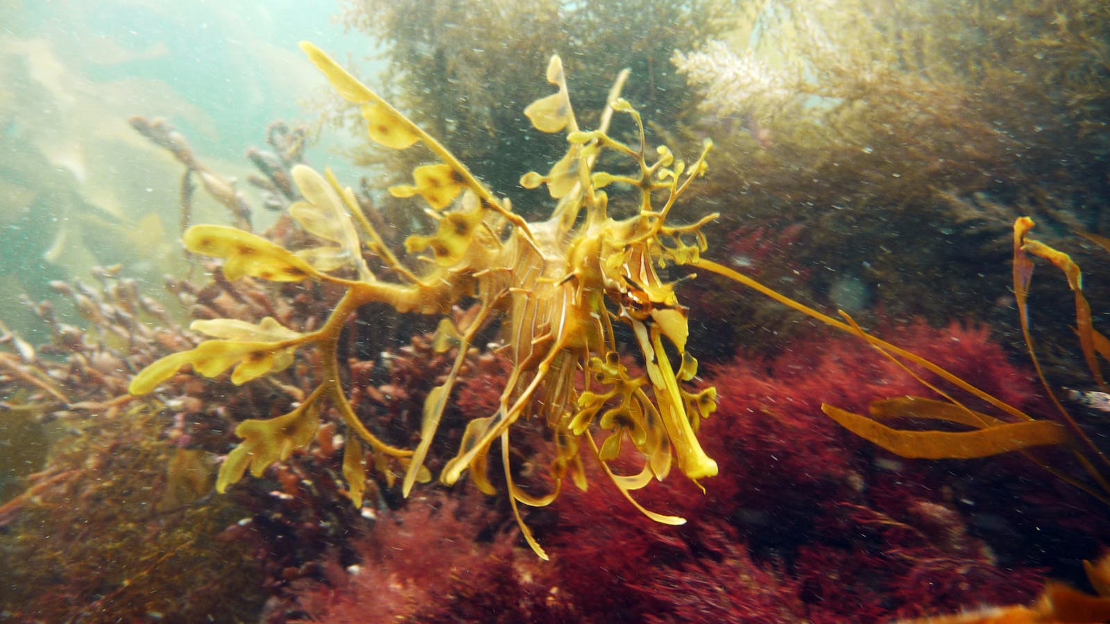 Diving Adelaide