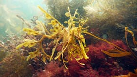 Leafy Sea Dragon - Diving Adelaide
