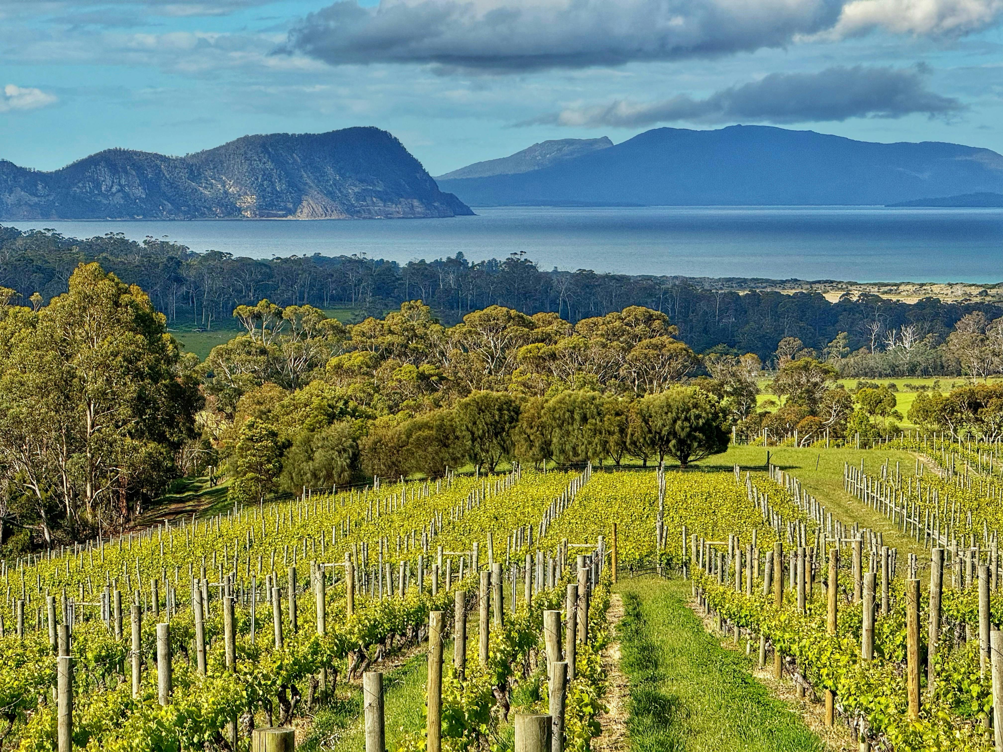 Vineyard Views