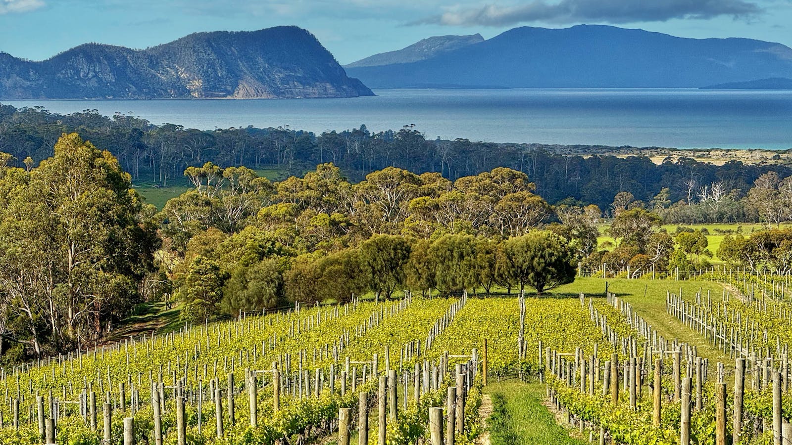 Bream Creek Vineyard