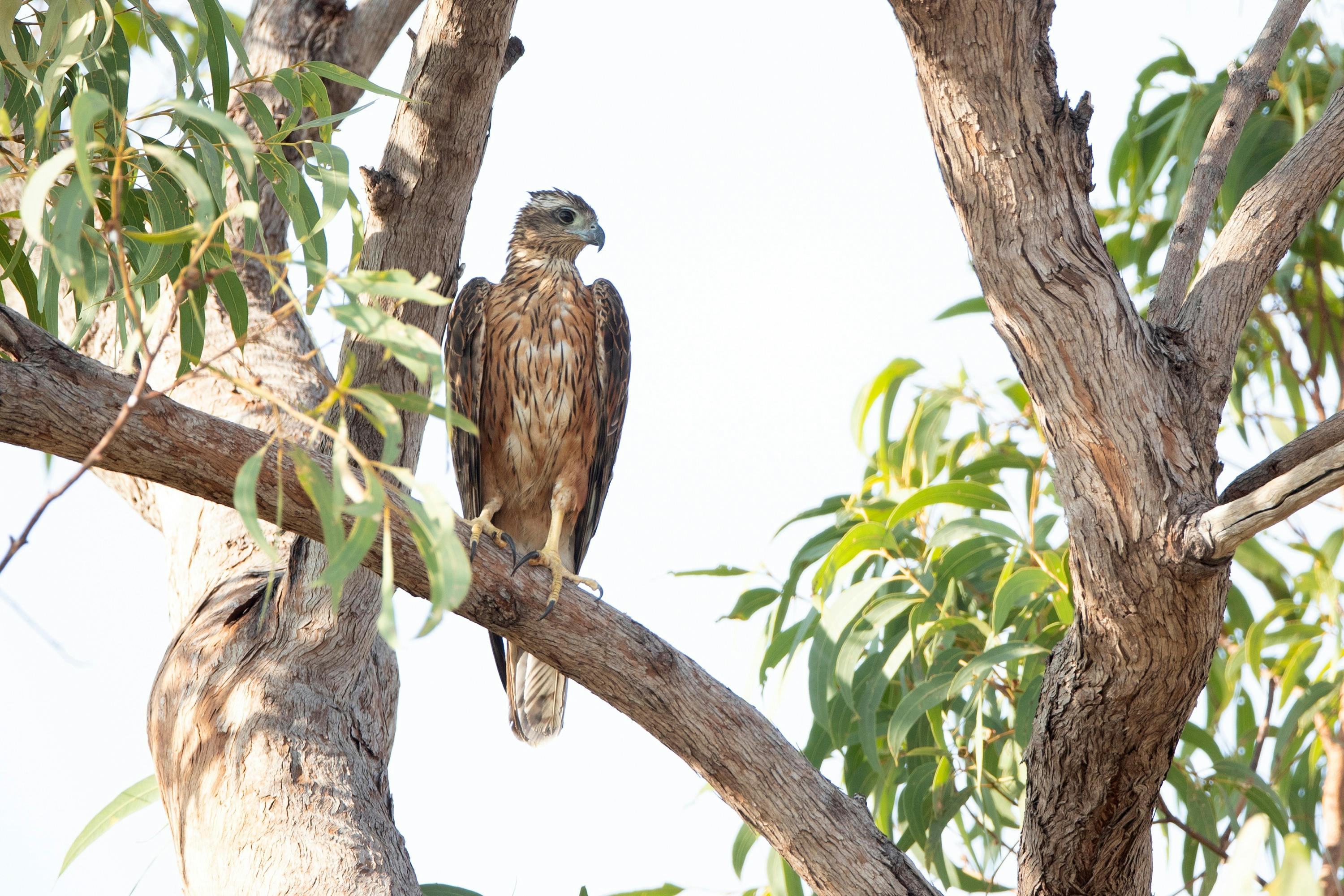 Bird guide Luke Paterson finds red goshawk in Kakadu NP, NT Australia