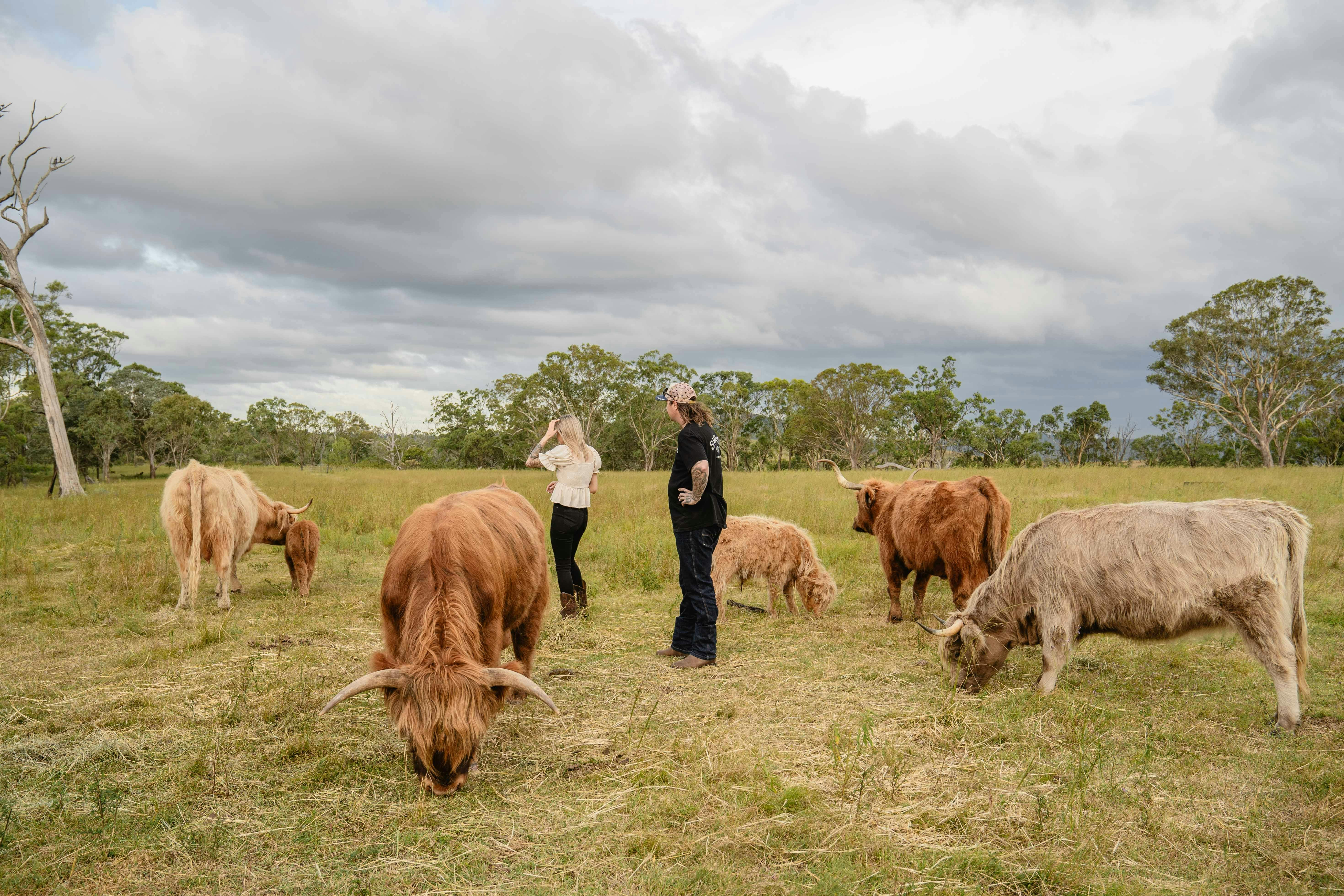 Getting to know the Highland coos