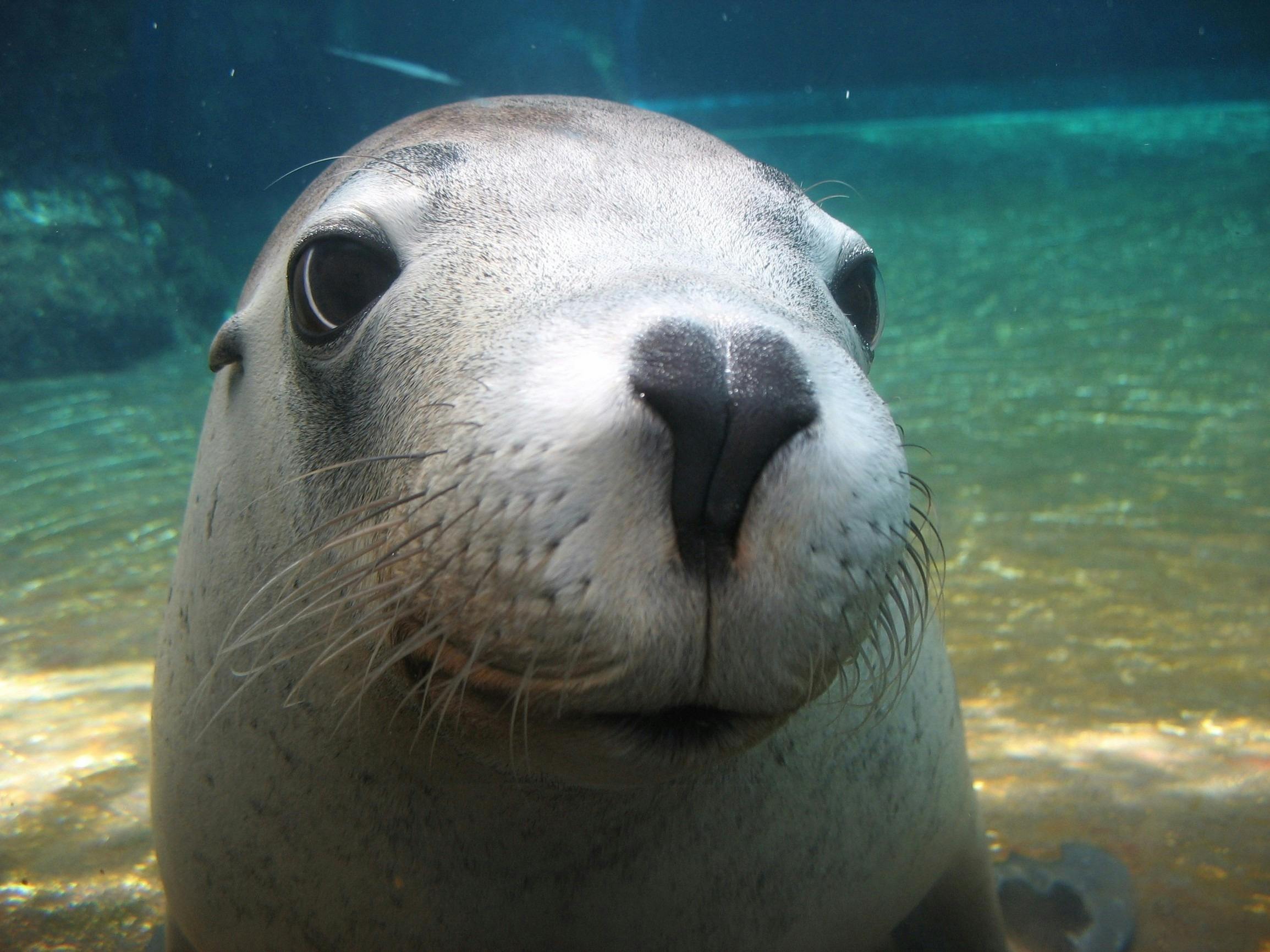 Sea lion at AQWA, Hillarys, Western Australia