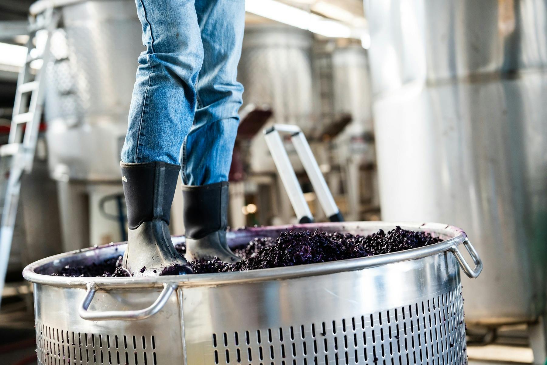 Gumboots on red wine skins in a basket press