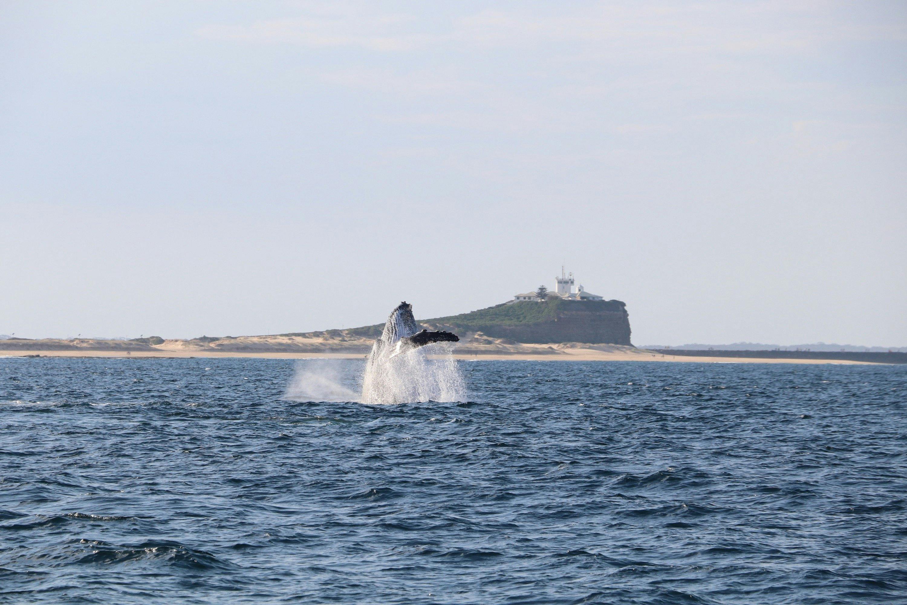 Humpback Whale Newcastle