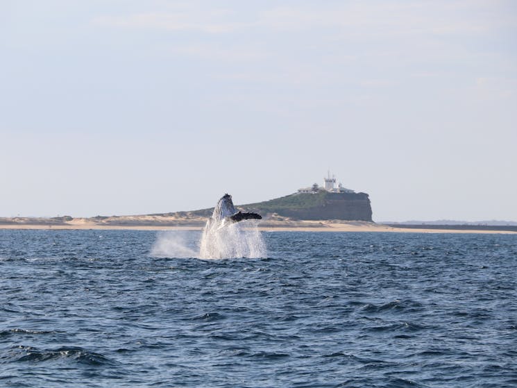 Humpback Whale Newcastle