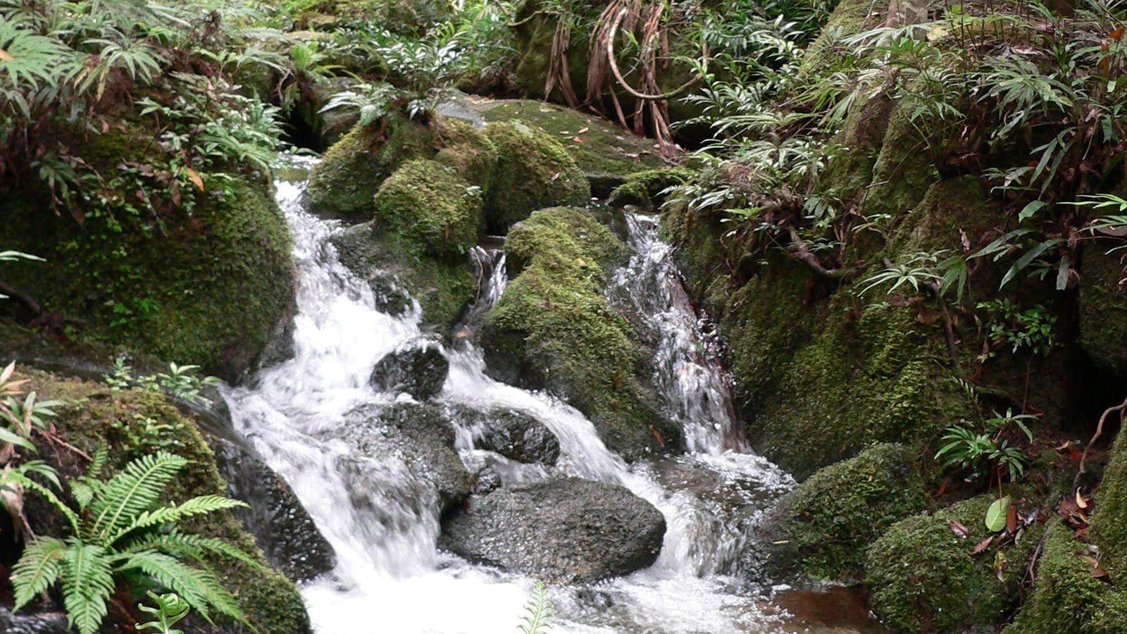 Mount Lewis National Park