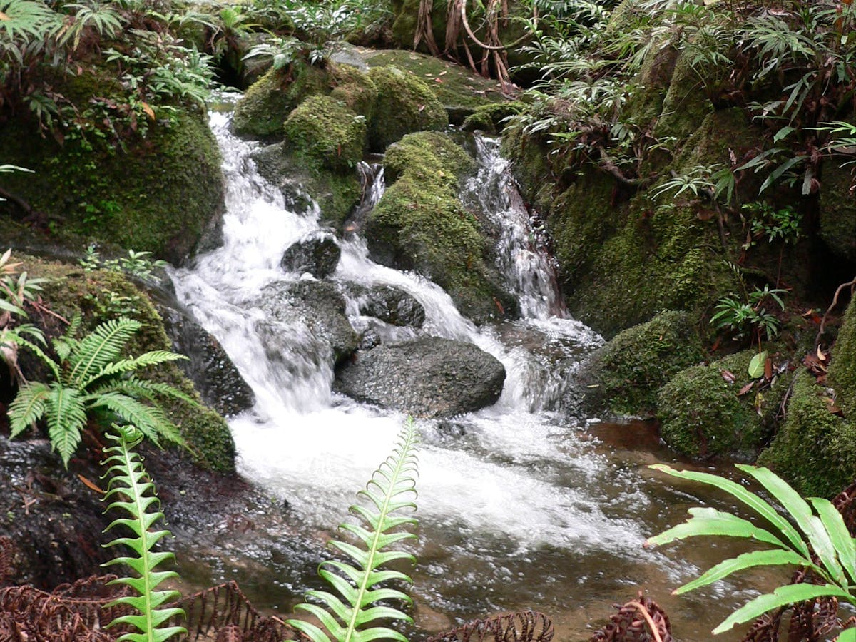 Lush rainforest stream.