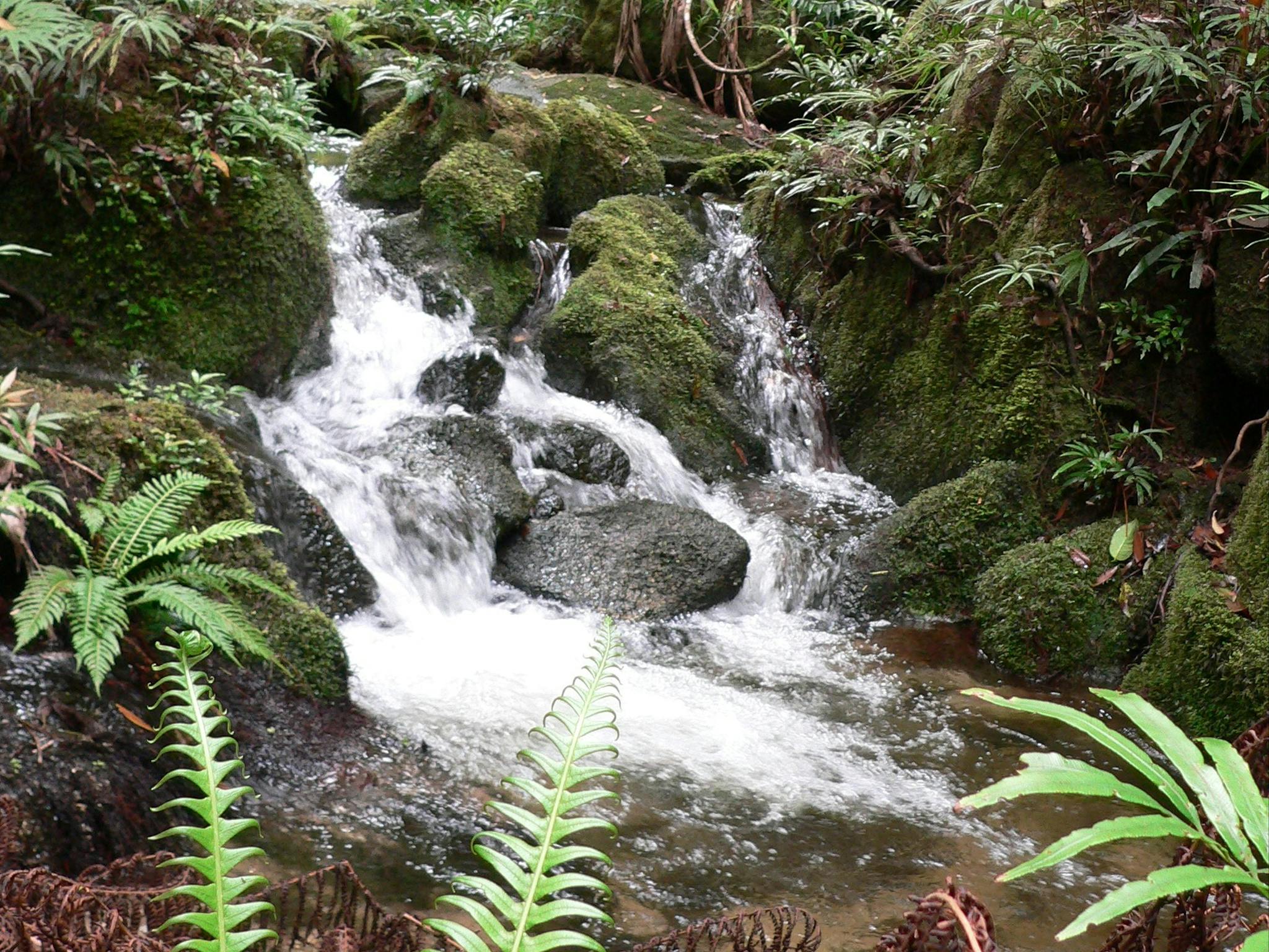 Lush rainforest stream. Lush rainforest stream.