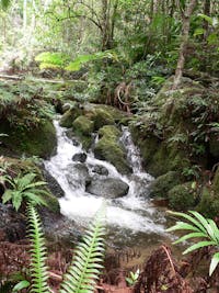 Lush rainforest stream.