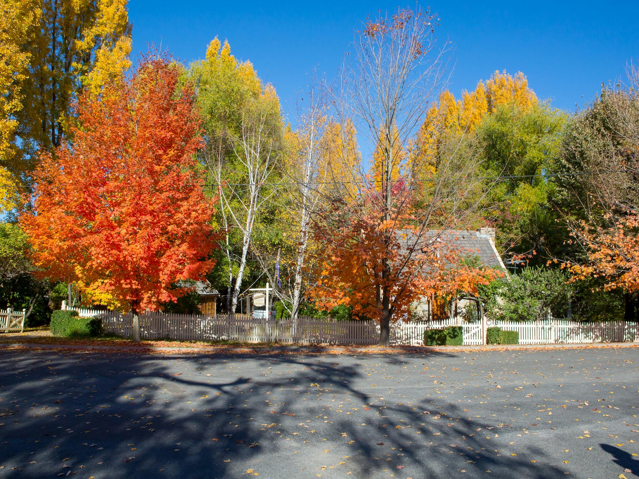 Trees in autumn colours in front of old stone cottage